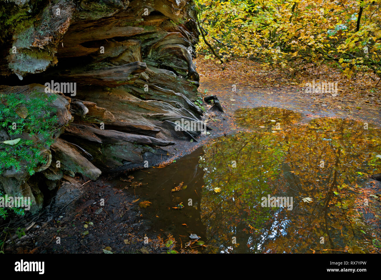 WASHINGTON - Puddle reflecting trees in fall colors at the base of large old hollow log in the Grove of the Patriarchs, Mount Rainier National Park. Stock Photo