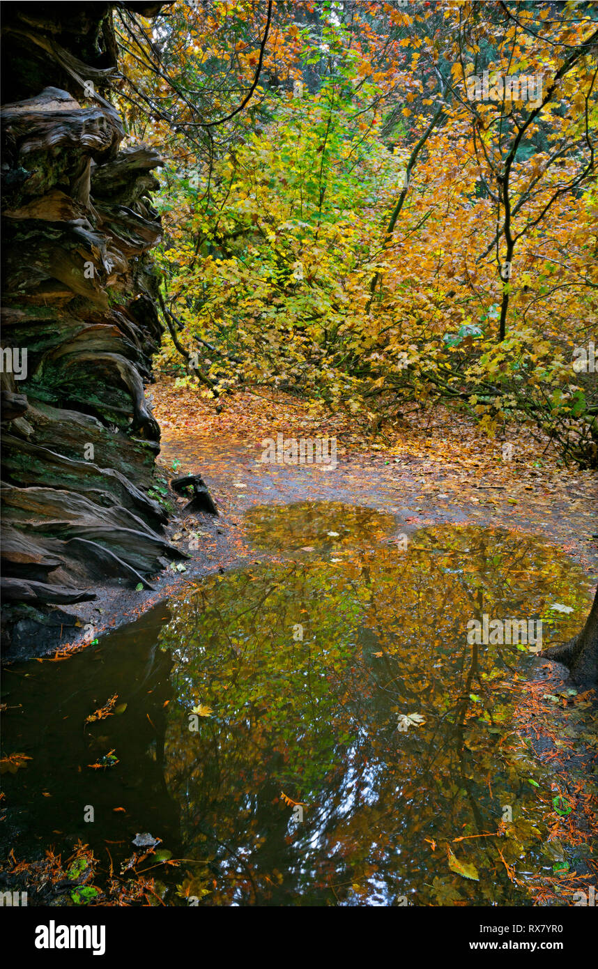 WASHINGTON - Puddle reflecting trees in fall colors at the base of large old hollow log in the Grove of the Patriarchs, Mount Rainier National Park. Stock Photo