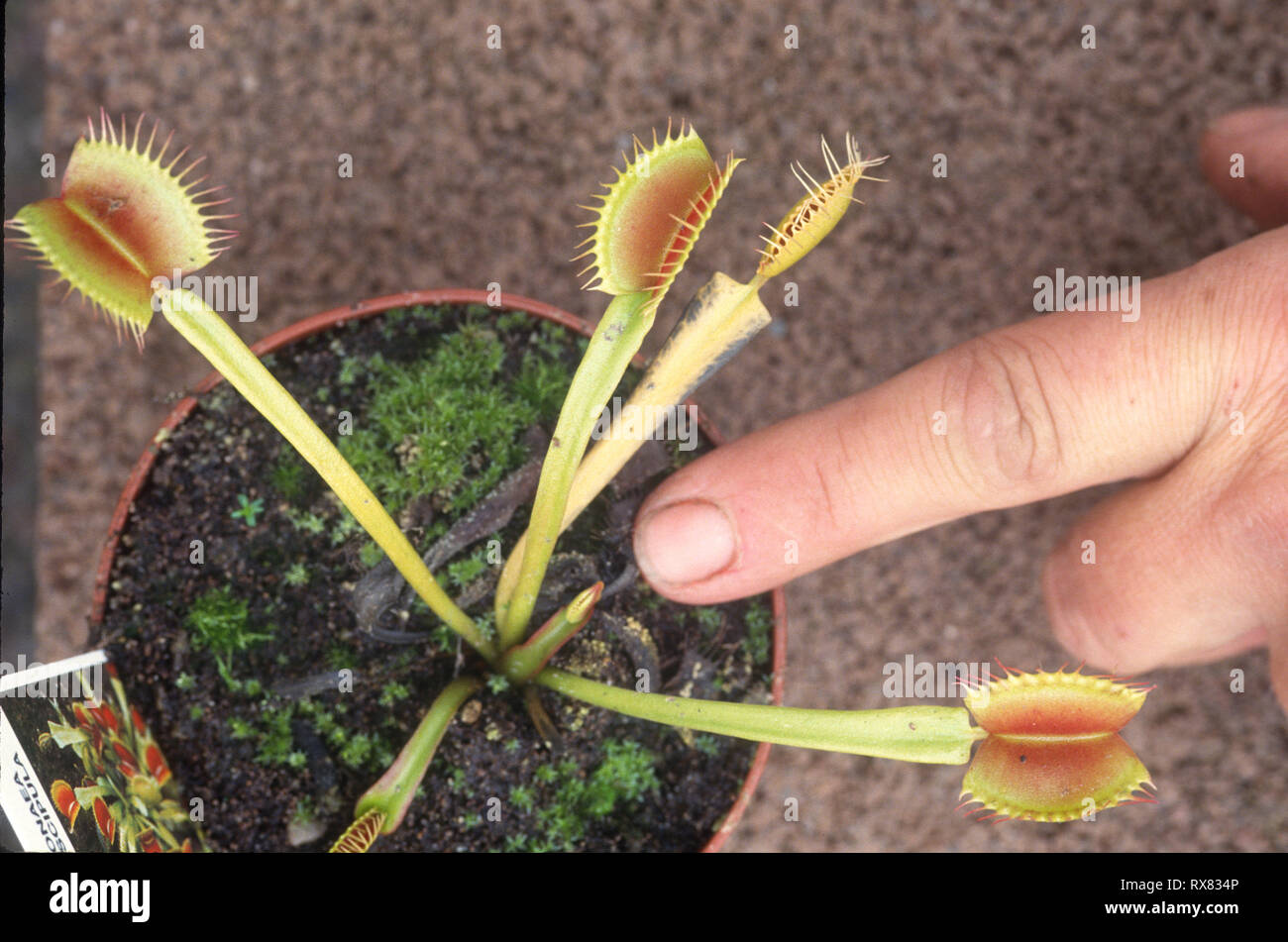 Venus fly trap pot hires stock photography and images Alamy