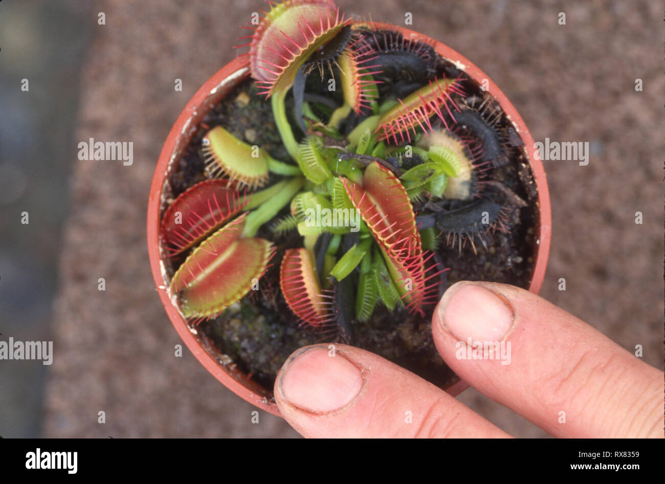 Venus Fly Trap in pot Stock Photo Alamy