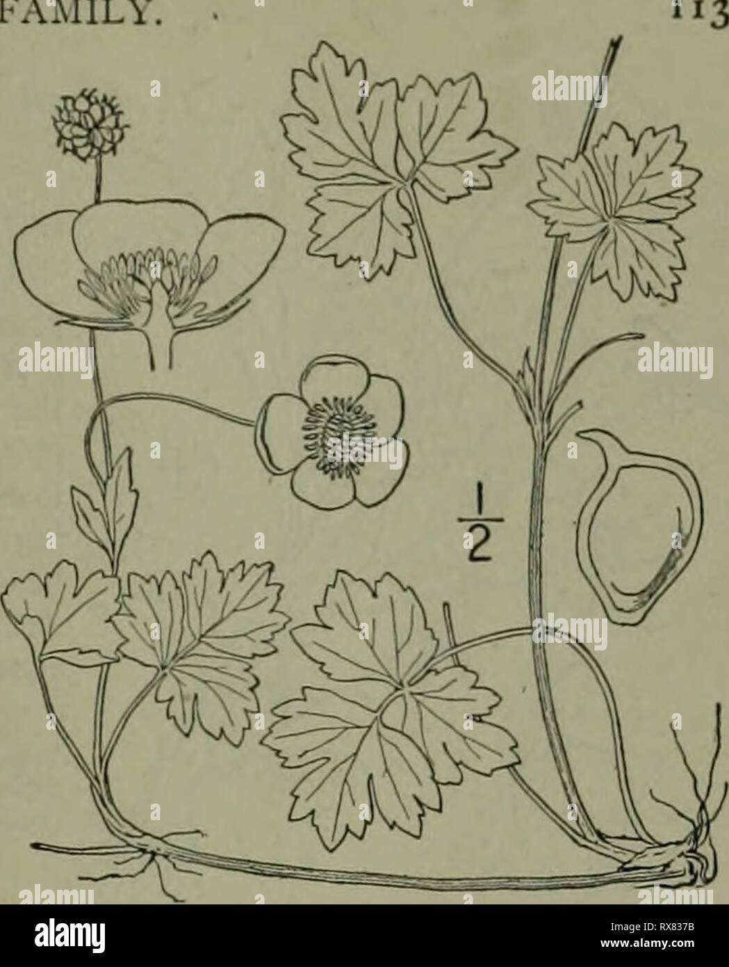 An illustrated flora of the An illustrated flora of the northern United States, Canada and the British possessions : from Newfoundland to the parallel of the southern boundary of Virginia and from the Atlantic Ocean westward to the 102nd meridian ed2illustratedflo02brit Year: 1913  CROWFOOT FAMILY 25. Ranunculus repens L. Creeping Buttercup. Gold-balls. Fig. 1919. Ranunculus repens L. Sp. PI. 554. 1753. R. Clintoni Beck, Bot. N. &; Mid. States 9. 1833. Generally hairy, sometimes only slightly so, spreading by runners and forming large patches. Leaves petioled, 3-divided, the ter- minal divisio Stock Photo