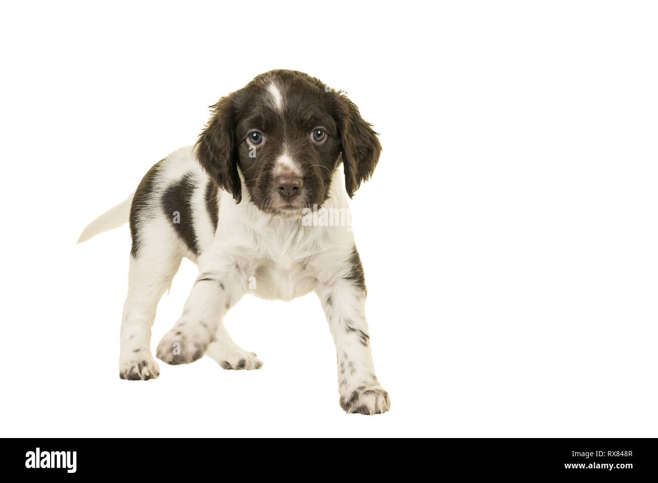 Cute Small Munsterlander Puppy standing on isolated on a white background paw up Stock Photo