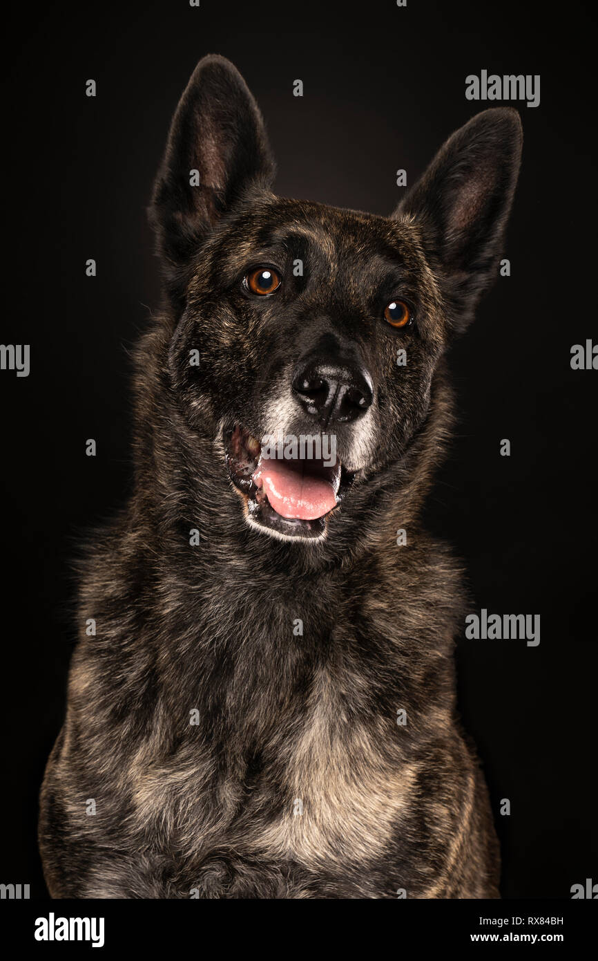 Portrait Of A Dutch Shepherd Dog Brindle Coloring On A Black