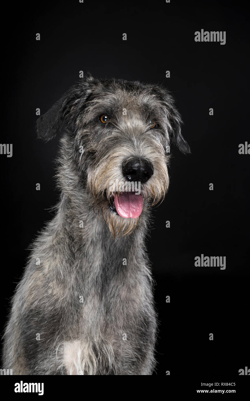 Grey large Irish wolfhound dog sitting looking at camera black background Stock Photo