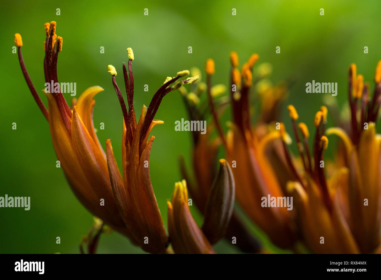 Close up of amber orange yellow wild lilies with a green background Stock Photo