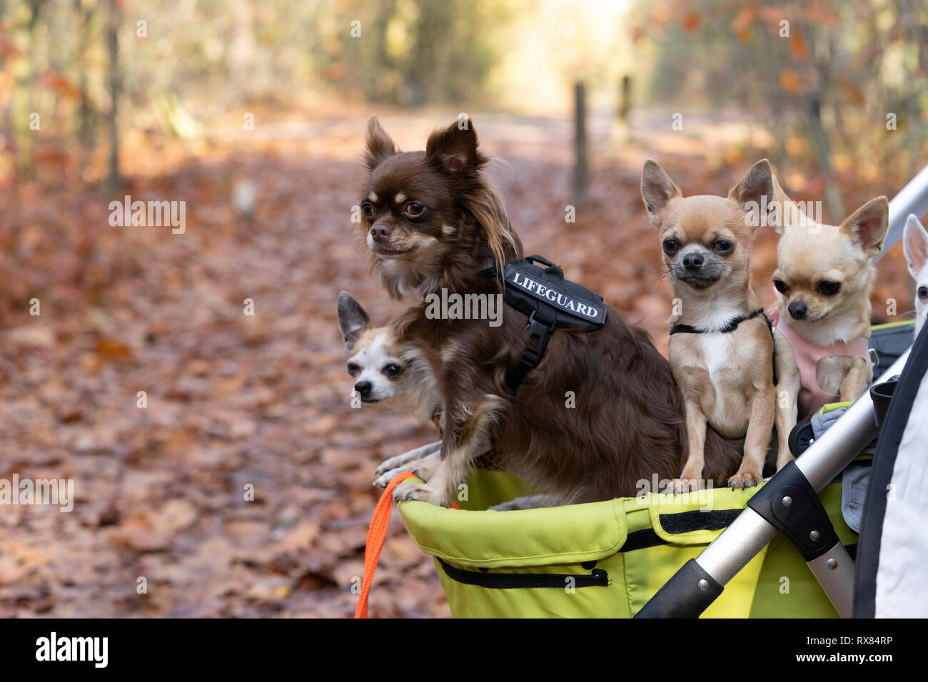 chihuahua stroller