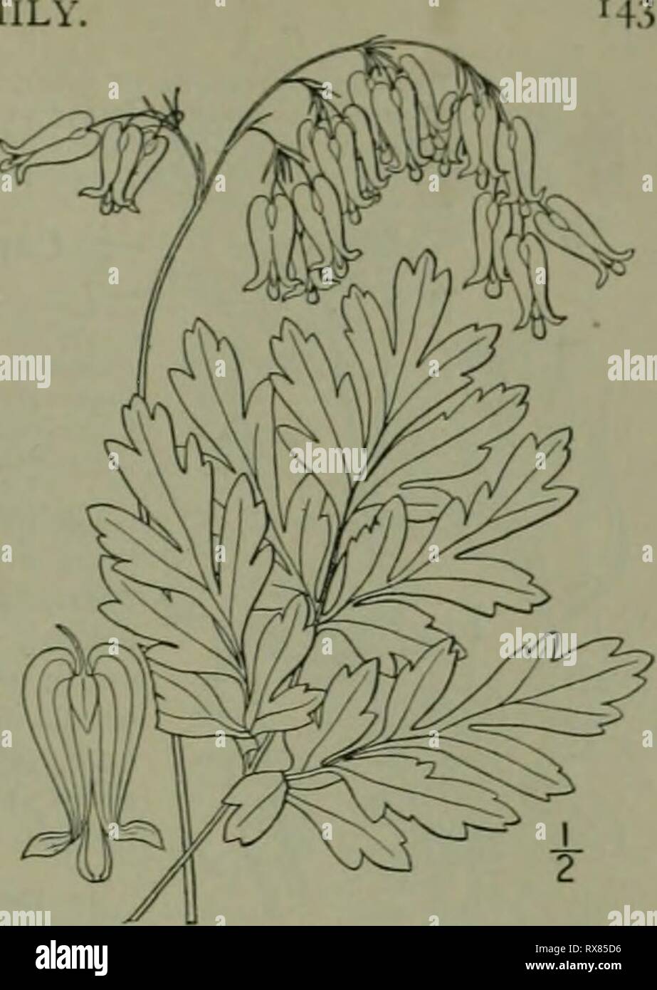 An illustrated flora of the An illustrated flora of the northern United States, Canada and the British possessions : from Newfoundland to the parallel of the southern boundary of Virginia and from the Atlantic Ocean westward to the 102nd meridian ed2illustratedflo02brit Year: 1913  Genus i. FUMEWORT FAMILY. 3, Bicuculla eximia (Ker) Millsp. Wild Bleeding-heart. Fig. 1987. Fumaria eximia Ker. Bot. Reg. i: fl. so. 1815. Diclytra eximia DC. Syst. 2: 109. 1821. Dicenira eximia Torr. FI. N. Y. i: 46. 1843. Bicuculla eximia Millsp. Bull. West Va. Agric. Exp. Sta. 2: 327. 1892. Glabrous, somewhat gla Stock Photo