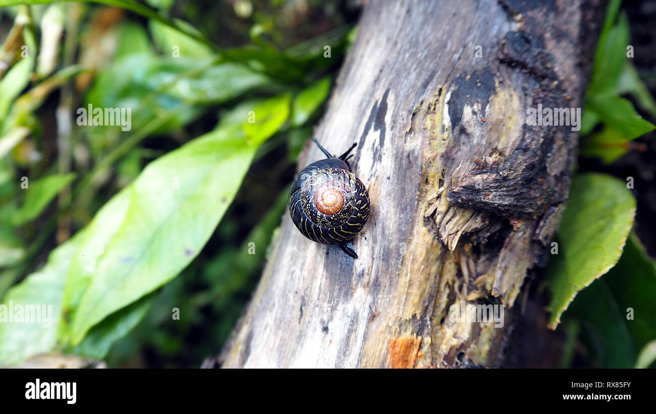 Cuban snail hires stock photography and images Alamy