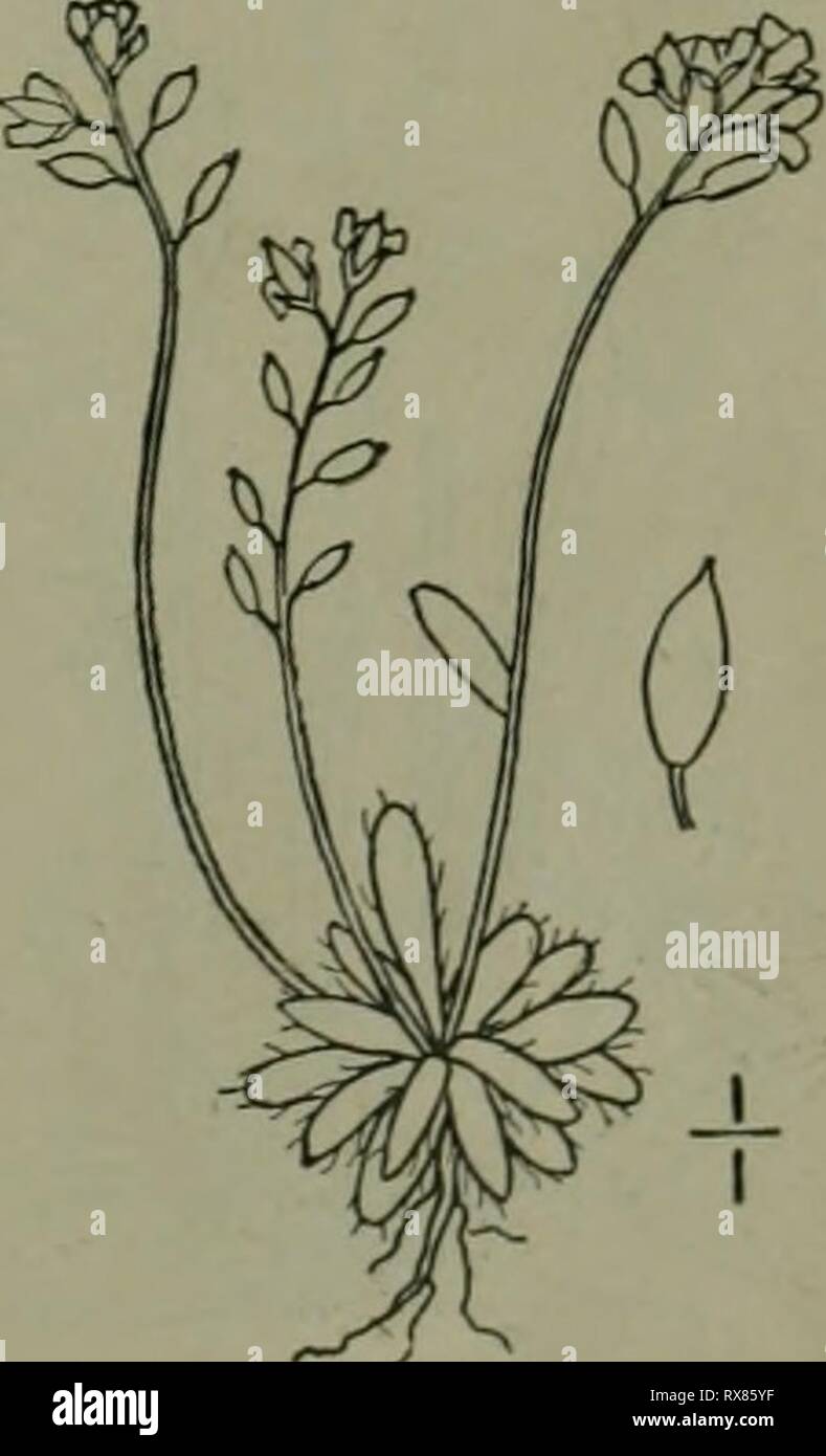 An illustrated flora of the An illustrated flora of the northern United States, Canada and the British possessions : from Newfoundland to the parallel of the southern boundary of Virginia and from the Atlantic Ocean westward to the 102nd meridian ed2illustratedflo02brit Year: 1913  3. Draba cuneifolia Xutt. Wedge-leaved Whitlow-grass. Fig. 1999. Draba cuneifolia Nutt.; T. &; G. FI. N. A. I: io8. 1838. Winter-annual, stellate-pubescent all over, 4'-8' high, branching and leafy below. Leaves obovate, cuneate, or the lowest spatulate, i'-ii' long, obtuse, dentate toward the summit; flow- ering br Stock Photo