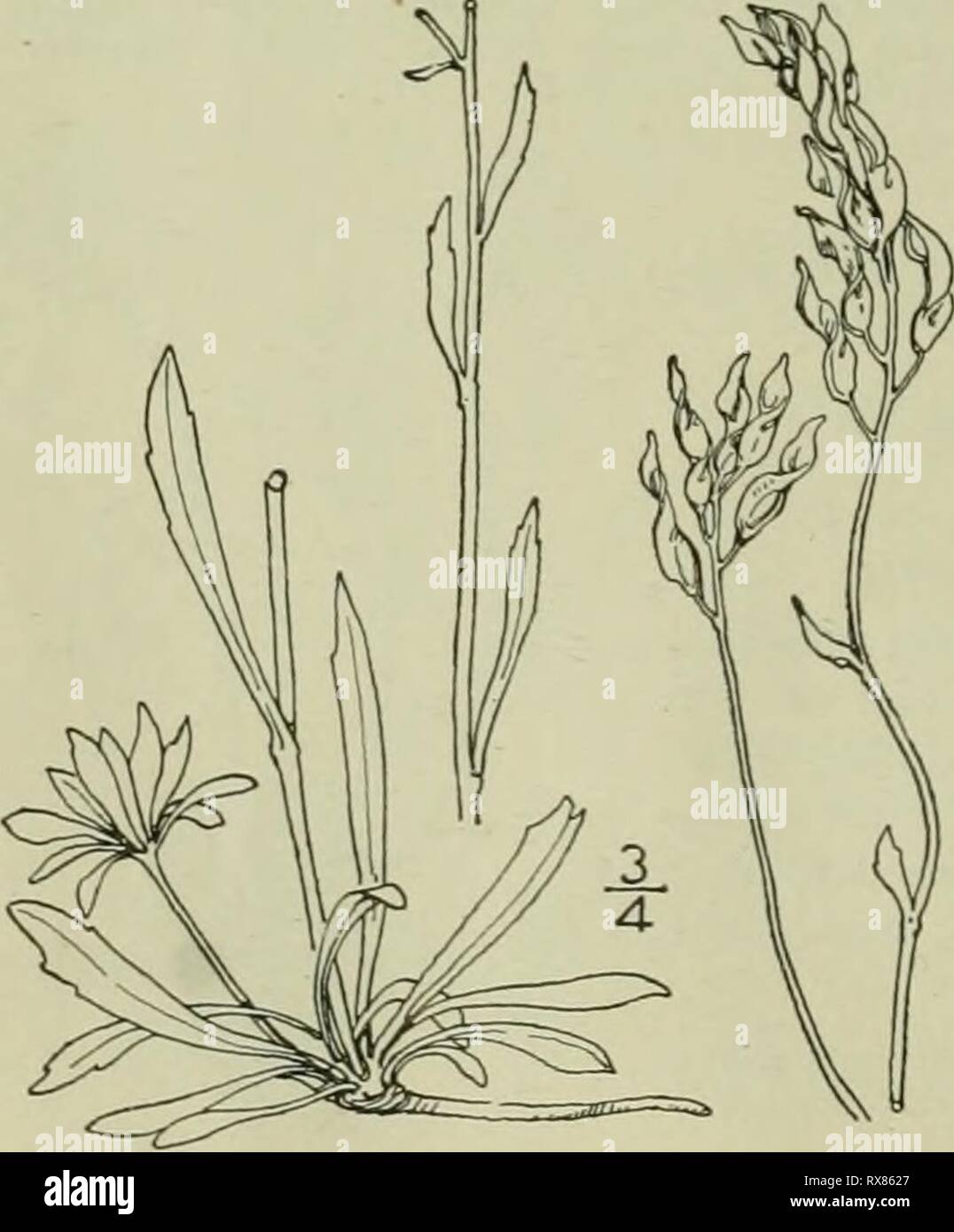 An illustrated flora of the An illustrated flora of the northern United States, Canada and the British possessions : from Newfoundland to the parallel of the southern boundary of Virginia and from the Atlantic Ocean westward to the 102nd meridian ed2illustratedflo02brit Year: 1913  CRUCIFERAE. 5. Draba nivalis Lilj. Yellow Arctic Whitlow-grass. Fig. 2001. Draba iihalis Lilj. Vet. Akad. Handl. 1793 : 208. 1793. Perennial by a short branched caudex; scapes tufted, somewhat pubescent, slender, leafless or sometimes bearing a small sessile leaf, 1-4' high. Basal leaves usually numerous, tufted, ob Stock Photo
