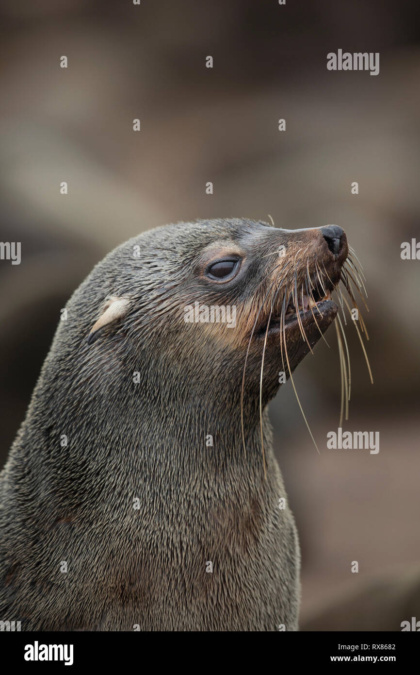 A portrait of a Cape Fur seal on the cape cross point, Skeleton Coast, Namibia. Stock Photo