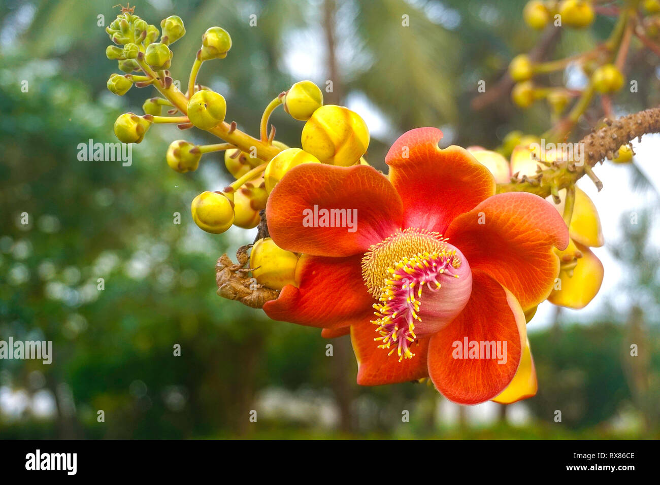 Blossom of a Cannonball tree (Couroupita guianensis Aubl.), Koh Samui, Thailand Stock Photo