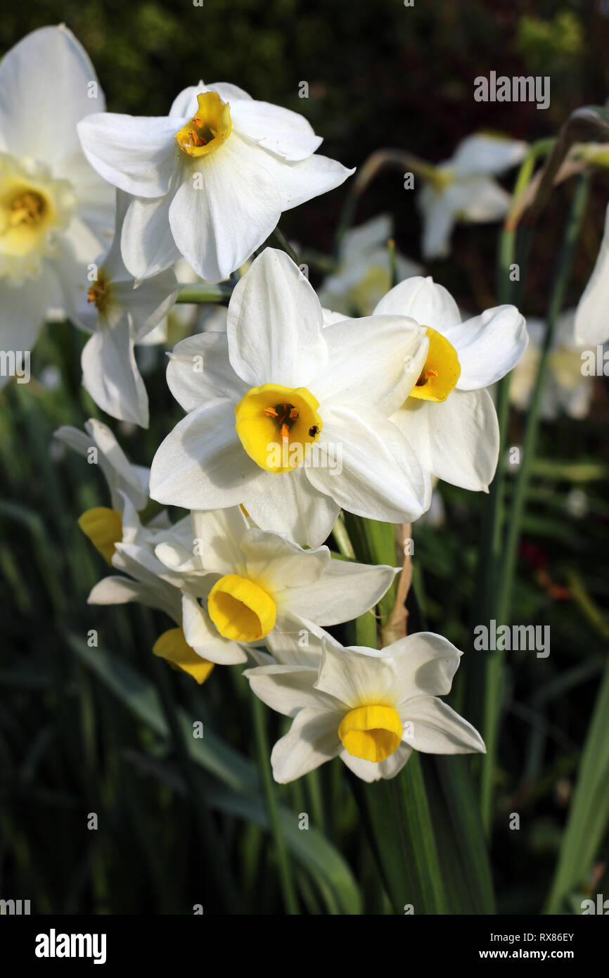 White Daffodil Spring Flowers Narcissus Minnow Stock Photo Alamy