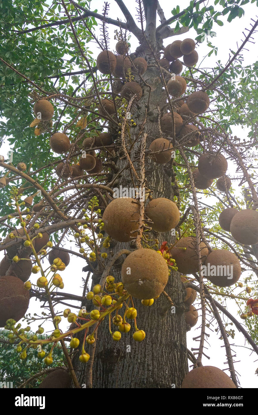 Cannonball tree (Couroupita guianensis Aubl.) bears fruits, Koh Samui, Thailand Stock Photo