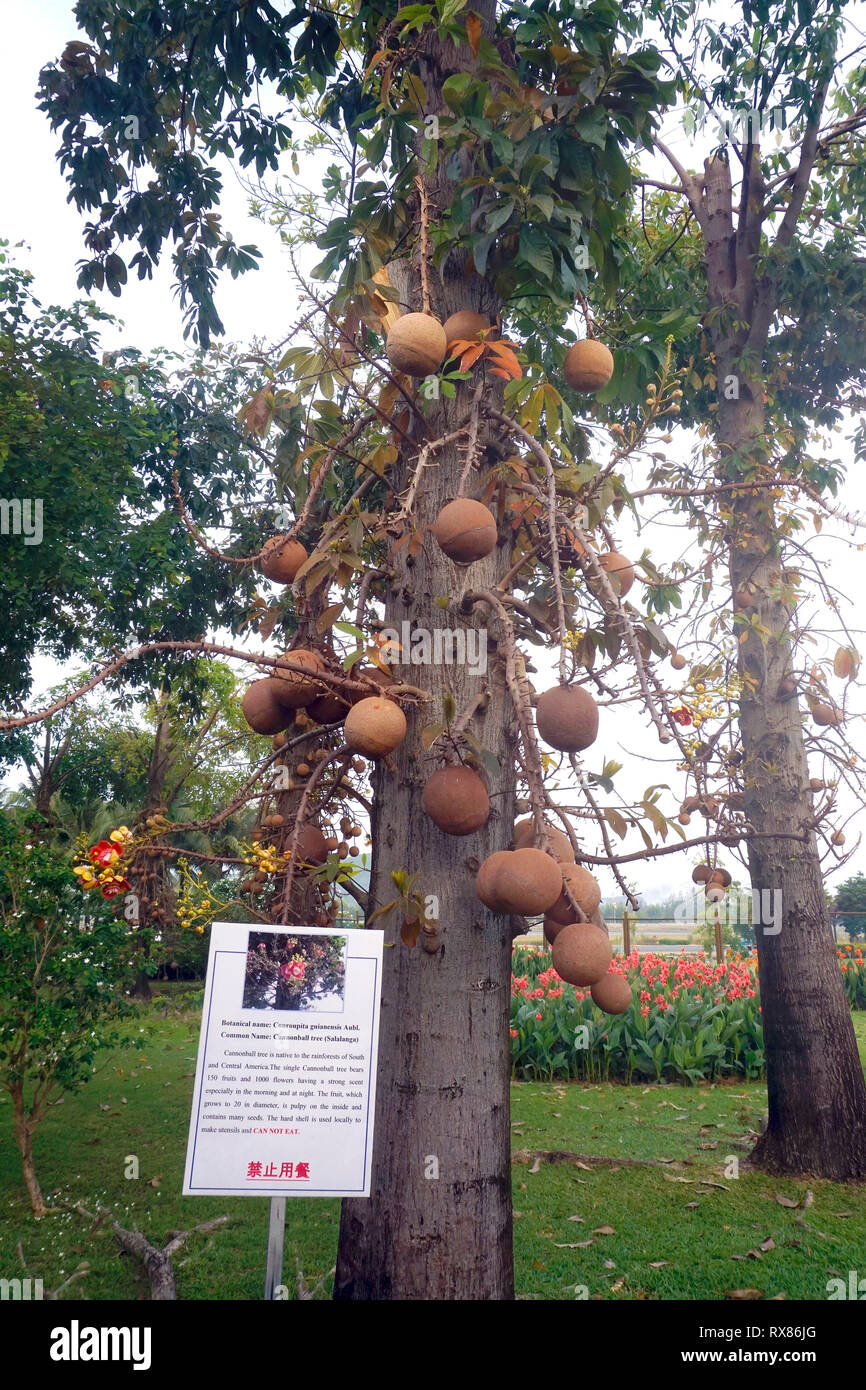 Cannonball tree (Couroupita guianensis Aubl.) bears fruits and blossoms, Koh Samui, Thailand Stock Photo