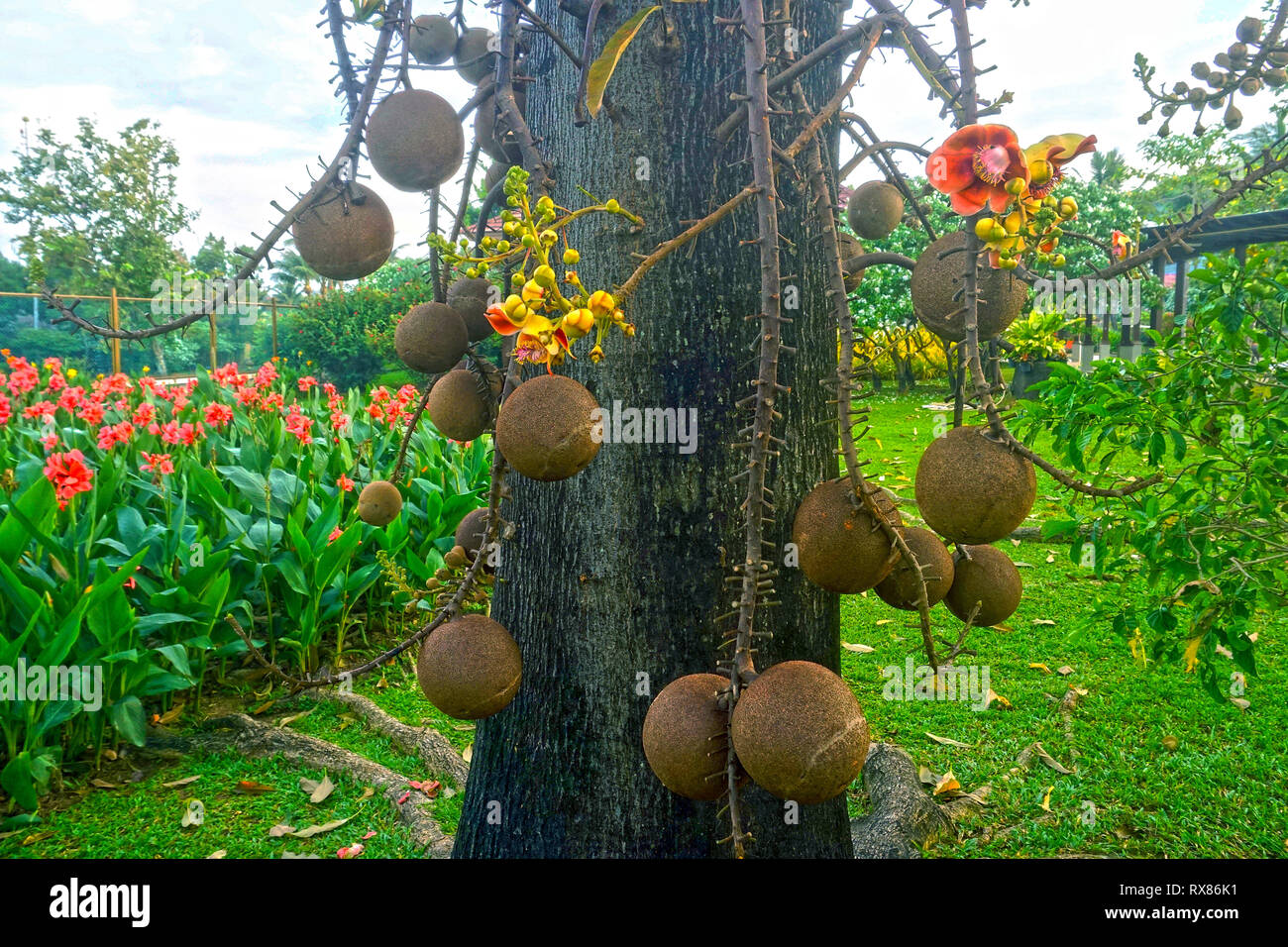Cannonball tree (Couroupita guianensis Aubl.) bears fruits and blossoms, Koh Samui, Thailand Stock Photo