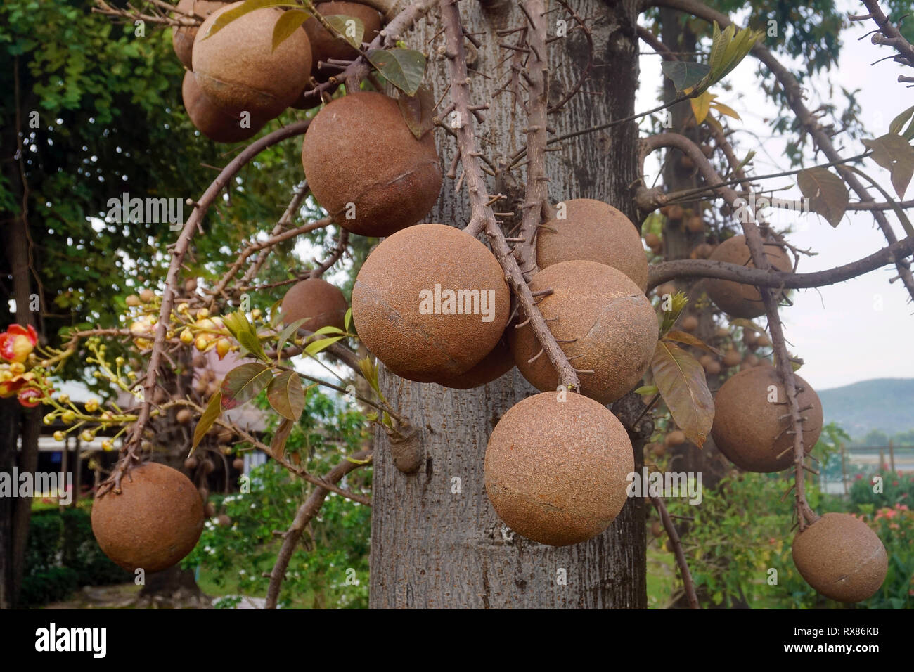 Cannonball tree (Couroupita guianensis Aubl.) bears fruits, Koh Samui, Thailand Stock Photo