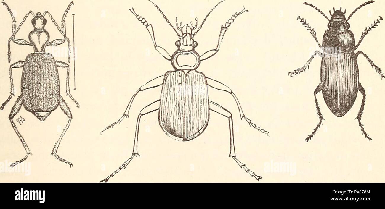 Economic entomology for the farmer Economic entomology for the farmer.. economicentomolo00smit 0 Year: 1896  Fig. 135. Fig. 134. Fig. 136.   Tiger-beetles and ground-beetles.—Fig. 127, larva of Cicindela. Fig. 128, head of Cicindela, to show mandible. Fig. 129, C. generosa. Fig. 130, C. purpurea. Fig. 131, C. sexguttata. Fig. 132, C. repanda. Fig. 133, Calosoma calidum and its larva. Fig. 134, C. scrutator. Fig. 135, Brachinus fumans. Fig. 136, Harpahis caliginosus. Fig. 137, larva of Harpalus, devouring larva of plum-curculio. Fig. 138, Lebia grandis. All except Fig. 135 about natural size. 1 Stock Photo