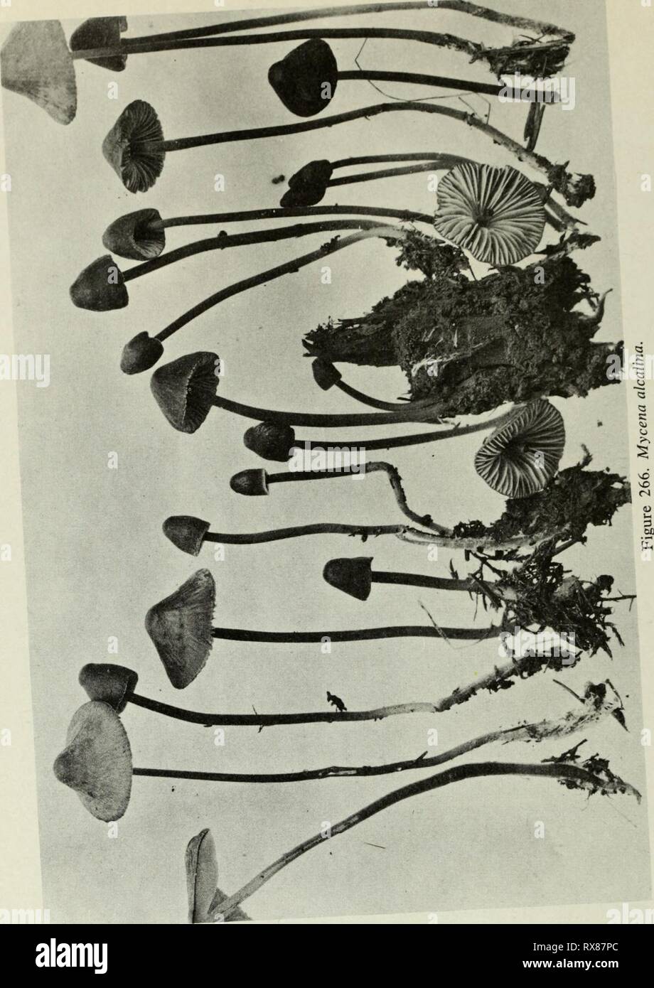 Edible and poisonous mushrooms of Edible and poisonous mushrooms of Canada ediblepoisonousm00grov Year: 1979  I 267. Pholiota aurivella. 269. F. caperata. 271. P- marginata. 273. P- fiammans. 275. P- squarrosoides. 268. P. aurivella. 270. F. caperata. 272. F. marginata. 21 A. P. spectabilis. 276. Flammula spumosa. 174 Stock Photo