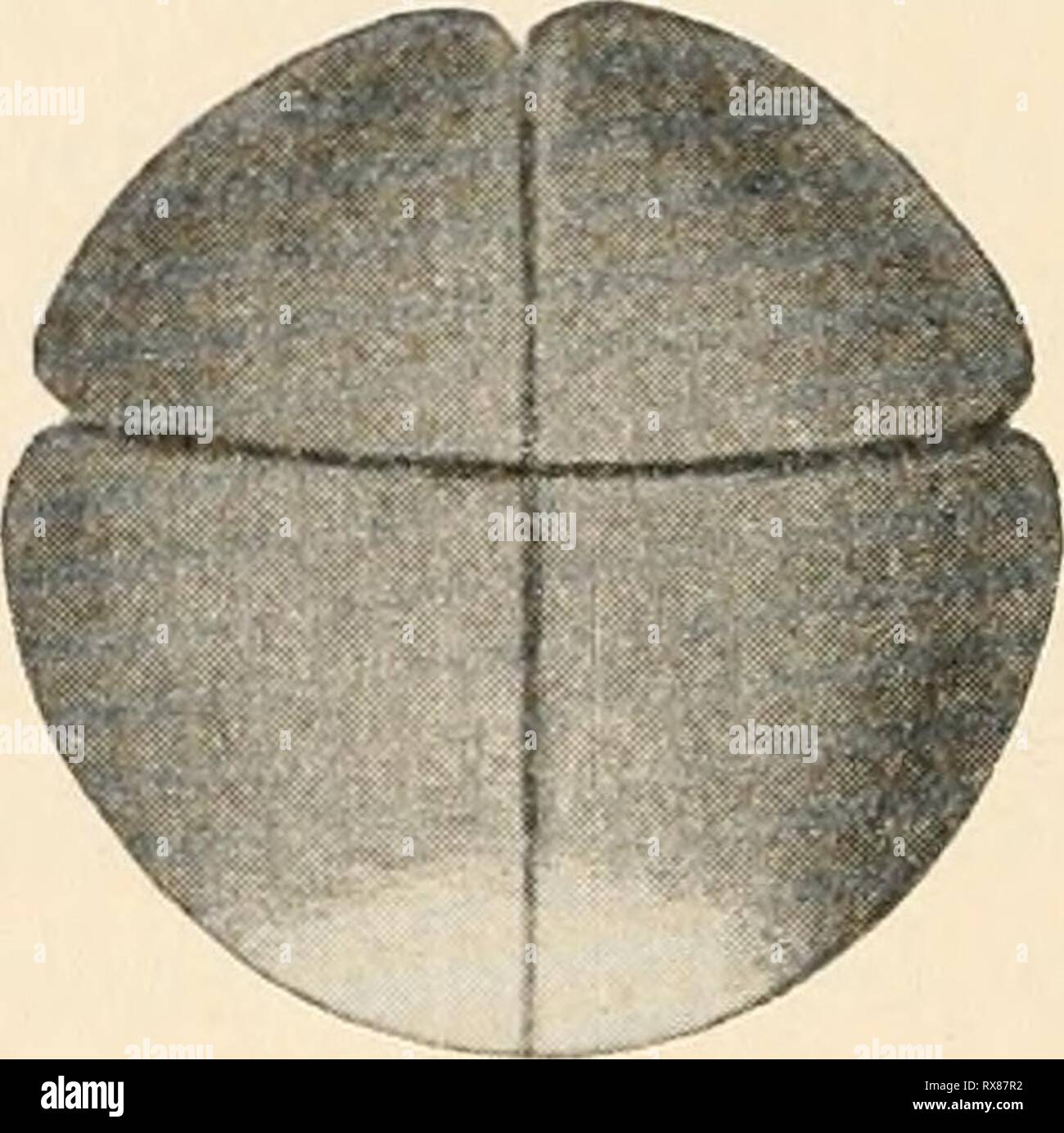 Einführung in die experimentelle Entwickelungsgeschichte Einführung in die experimentelle Entwickelungsgeschichte (Entwickelungsmechanik) einfhrungindie1903maas Year: 1903  Fig. 123. Nornialstehendes Froschei, a Einschneiden der ersten Furche. Ei in der Ansicht von vorn, b Ei in normaler Acht-teilung (dritte Furche), Ansicht von vorn. Dieser Schluss war irrig; denn es hat sich herausgestellt, dass bei den in Zwangslage gehaltenen Eiern nur die äussere Schicht fixiert ist, im Innern aber trotzdem eine Umordnung der Teile, ent- sprechend der Schwerkraft, eintritt. Die Pigmentverteilung giebt als Stock Photo