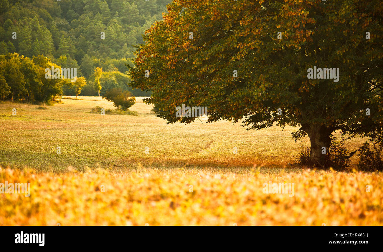 Photo of giant tree , focused and toned image Stock Photo - Alamy