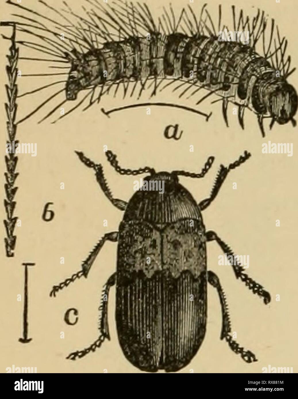 Economic entomology for the farmer Economic entomology for the farmer and the fruit grower, and for use as a text-book in agricultural schools and colleges; economicentomol00smit Year: 1906  178 AN ECONOMIC ENTOH/OLOGY. Fig. 156.   The larder-beetle, Dermes- tes lardariiis.—a, la'rva ; b, a single hair from larva ; c, adult beetle. These belong to the family Dermcstidce, which contains such nuisances as the 'larder-beetles,' 'carpet-beetles,' and 'mu- seum-beetles.' The elytra, which cover the abdomen completely, are black or gray, usually ornamented with white or colored scales, which sometim Stock Photo