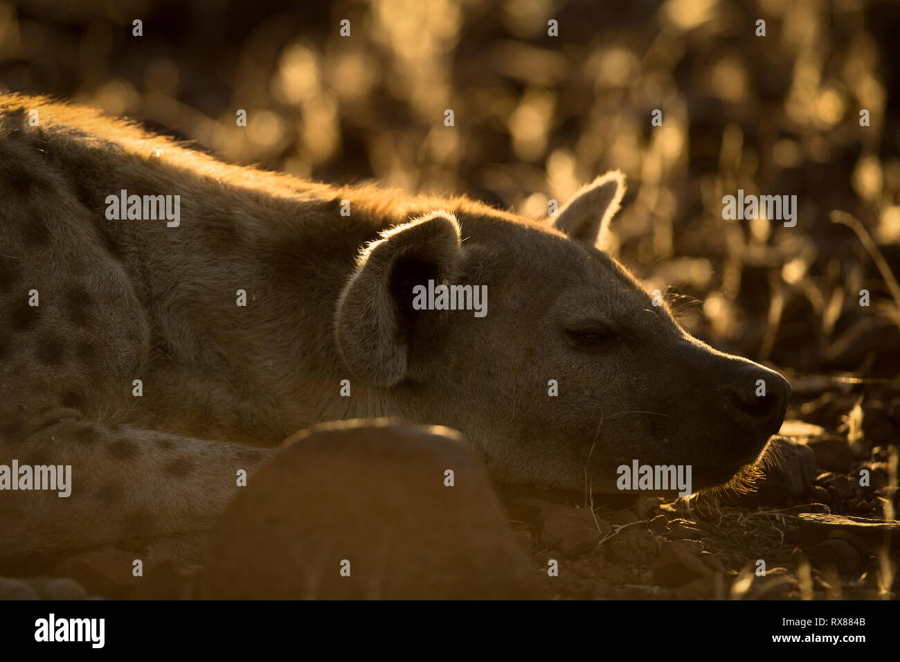 Hyena in the golden afternoon light Stock Photo