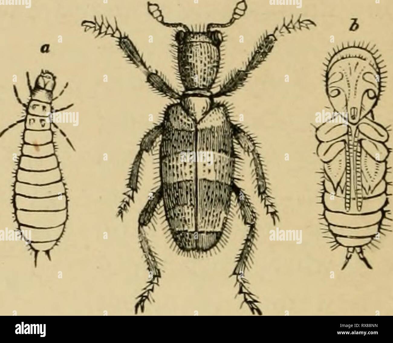 Boring beetle larvae hi-res stock photography and images - Alamy