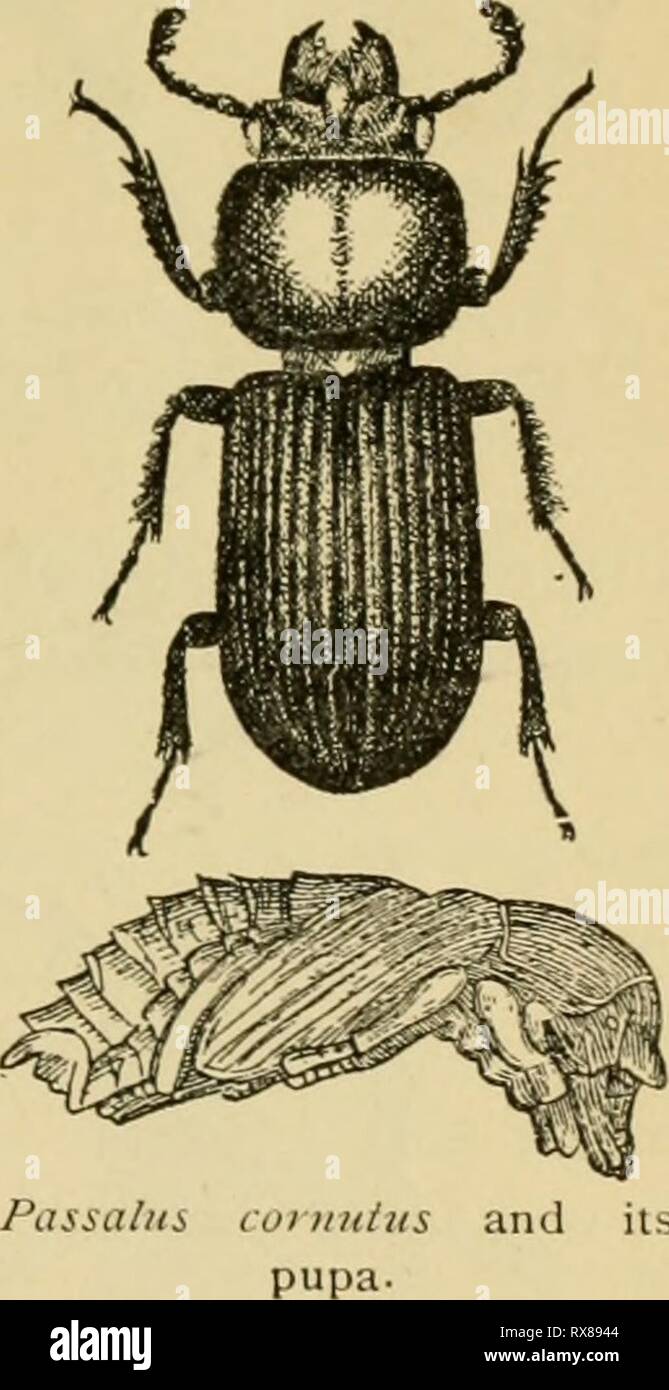 Economic entomology for the farmer Economic entomology for the farmer and the fruit grower, and for use as a text-book in agricultural schools and colleges; economicentomol00smit Year: 1906  THE IXSF.CT WORLD. 197 Fig. 1S5. popular interest. They differ from the Scarabcrida; in that the leaves of the club are separated and cannot be made to form a solid club or mass. Our most common ' staj^-lK'etle' is the Lucanus dama, in which the mandibles of the male are much enlarged and sickle- shaped ; whence the common term ' pinching-bug.' It occurs throughout the Mitldle and Central States, becoming  Stock Photo