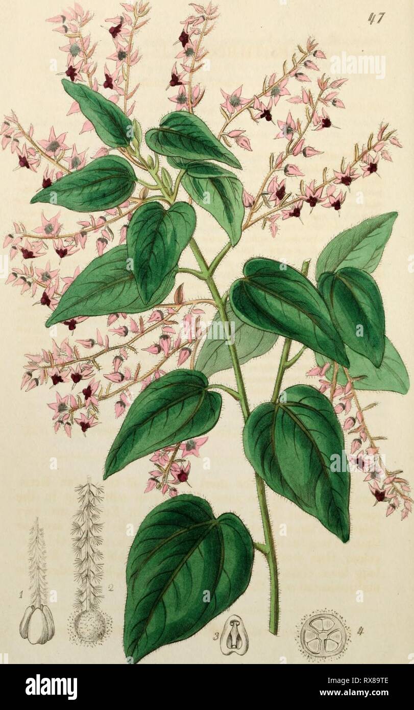 Edwards' botanical register, or, Ornamental Edwards' botanical register, or, Ornamental flower-garden and shrubbery .. edwardsbotanical30edwa Year: 1829-1847  -^i^,-^   :7'.Ui .^^taAt^tM. S/U./y fJ€&gt;.t^-&lt;u,. /^ S^aadtJ^ ^ff/ Stock Photo