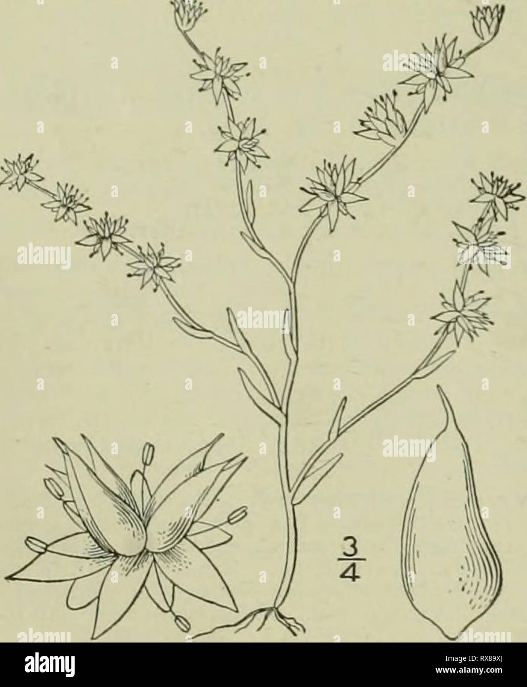 An illustrated flora of the An illustrated flora of the northern United States, Canada and the British possessions : from Newfoundland to the parallel of the southern boundary of Virginia and from the Atlantic Ocean westward to the 102nd meridian ed2illustratedflo02brit Year: 1913  ^=;r^   4. Sedum Nuttallianum Raf. Nuttall's Stonecrop. Fig. 2137. Sedum Nullallia 1832. Sedum Torreyi Don. Card. Diet. 3: 121. 1834. Sedum sfarsiftorum Nutt.; T. &; G. Fl. N. A. i: 559. 1840. Annual, low, tufted, glabrous,  2-3' high. Leaves alternate, scattered, linear-oblong, teretish, sessile, entire, 2'-6' long Stock Photo