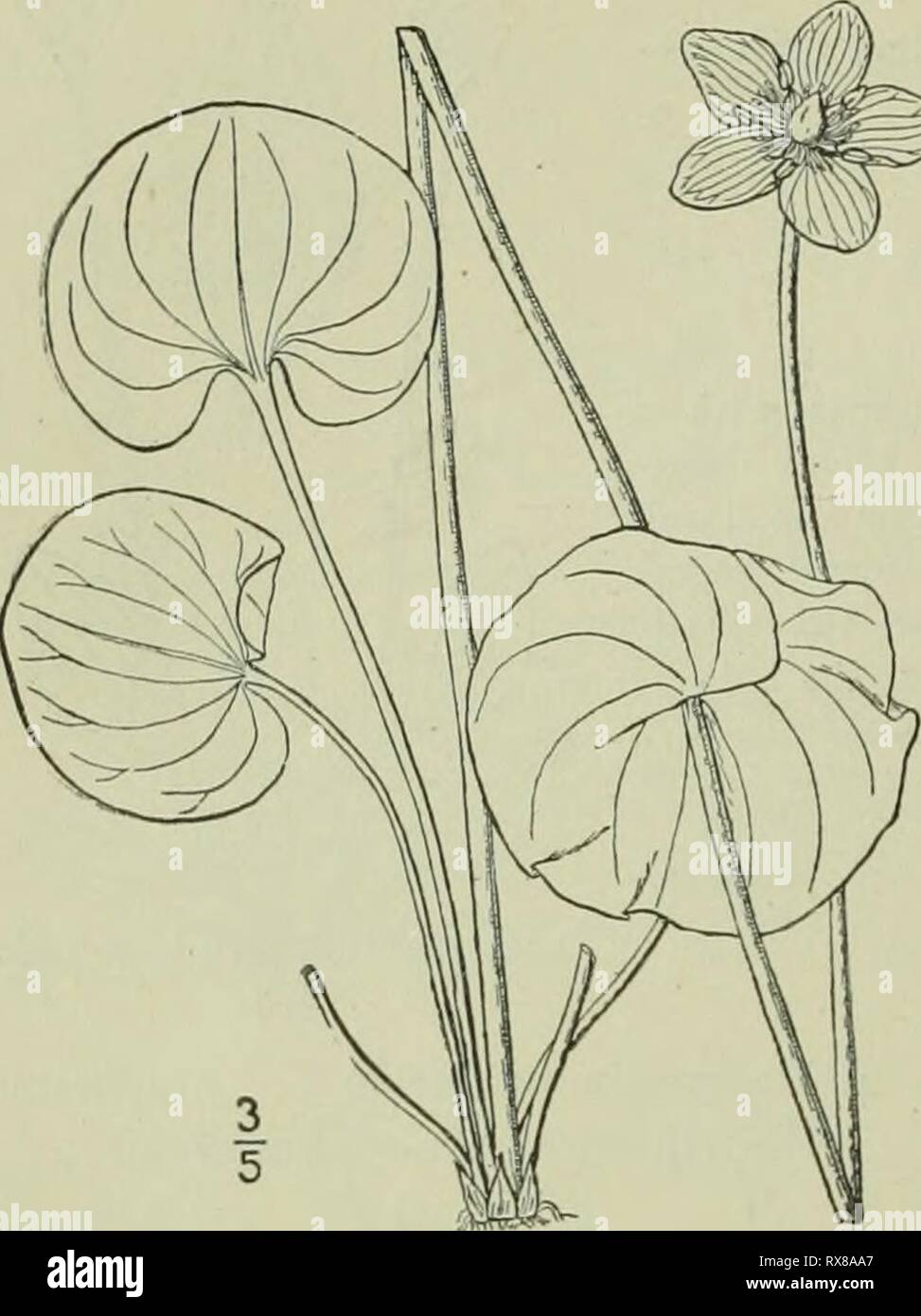 Rounded leaf base hi-res stock photography and images - Alamy