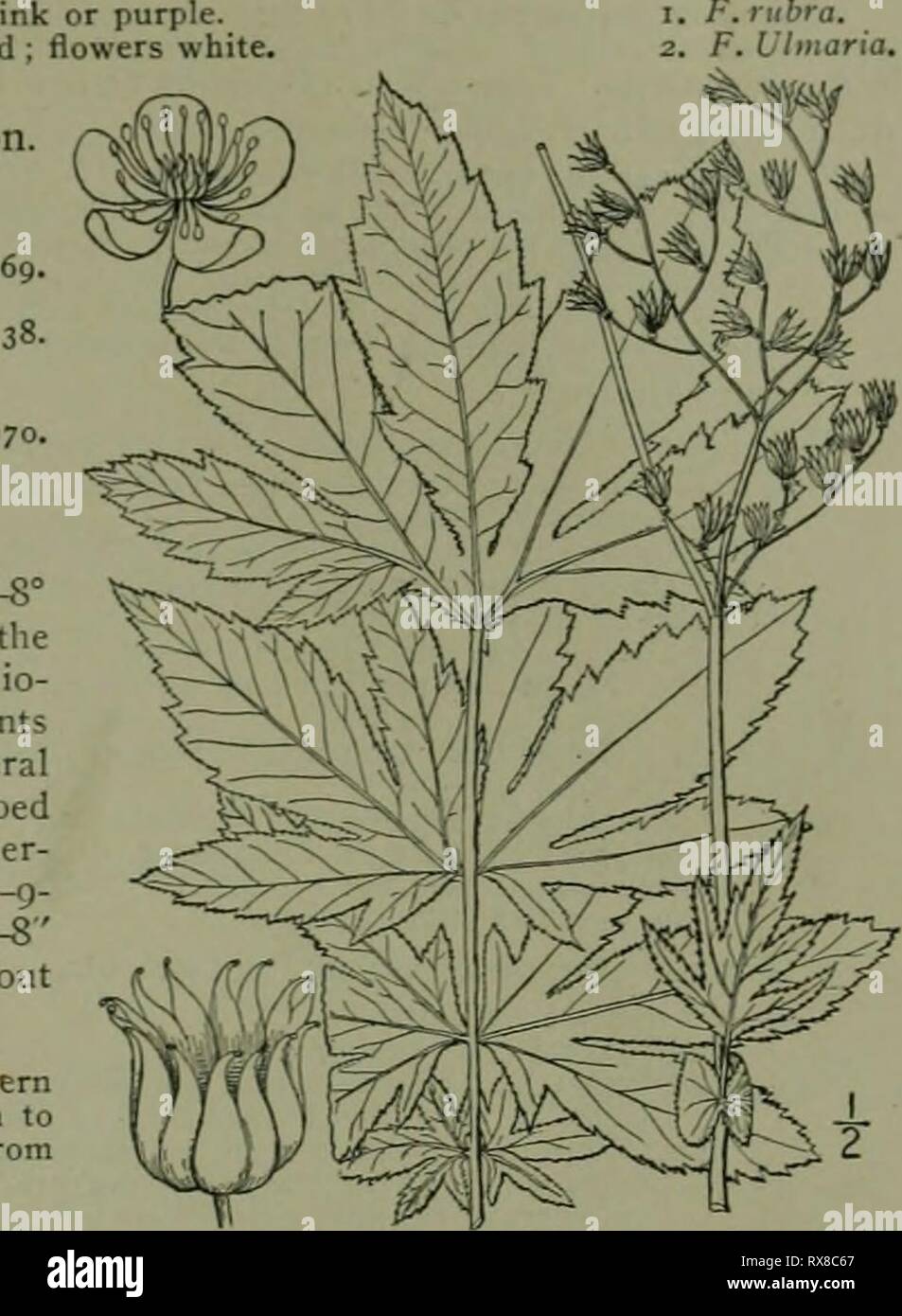 An illustrated flora of the An illustrated flora of the northern United States, Canada and the British possessions : from Newfoundland to the parallel of the southern boundary of Virginia and from the Atlantic Ocean westward to the 102nd meridian ed2illustratedflo02brit Year: 1913  ROSE FAMILY. 249 Lateral leaflets palmately 3-5-lobed : flowers pink or purple. Lateral leaflets merely serrate, or slightly lobcd ; flowers white. I. Filipendula rubra (Hill) Robinson, Queen-of-the-Prairie. Fig. 2225. VImaria rubra Hill, Hort. Kew. 214. /&gt;/. 7. Sfiraea lobata Gronov.; Jacq. Hort. Vinci. pi. S8.  Stock Photo