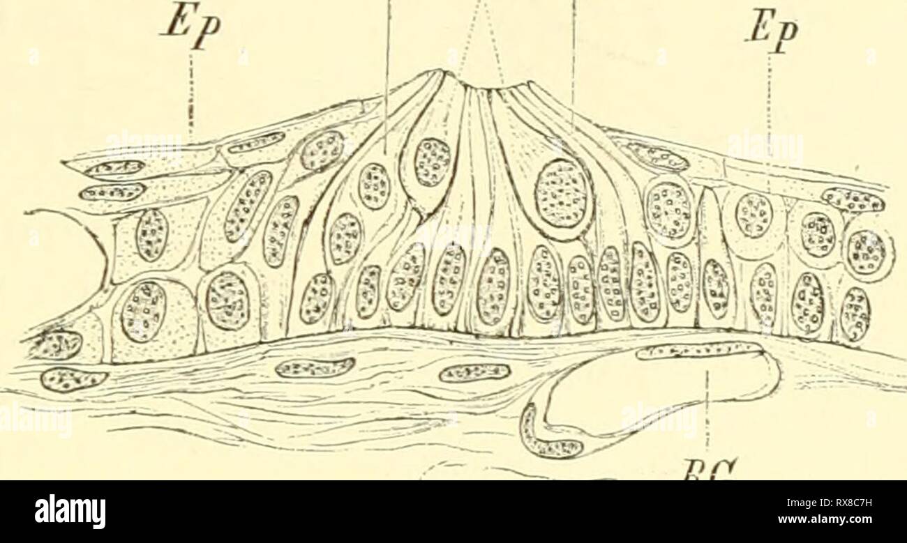 Einführung in die vergleichende Anatomie Stock Photo Alamy