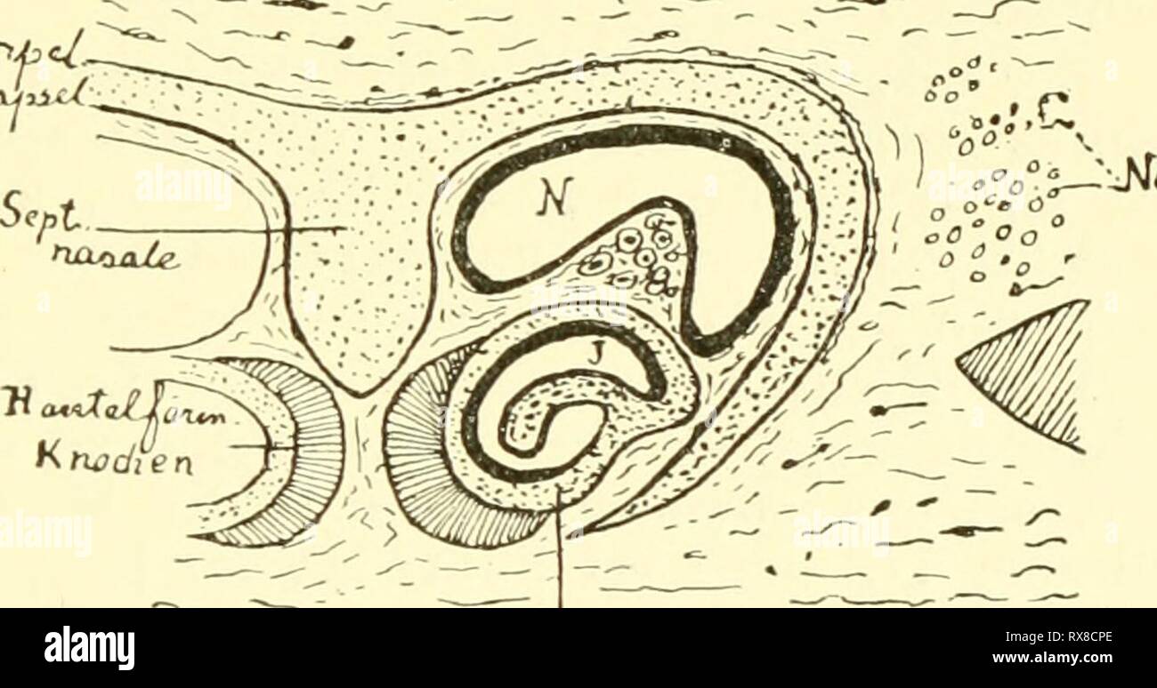 Einführung in die vergleichende Anatomie Stock Photo Alamy