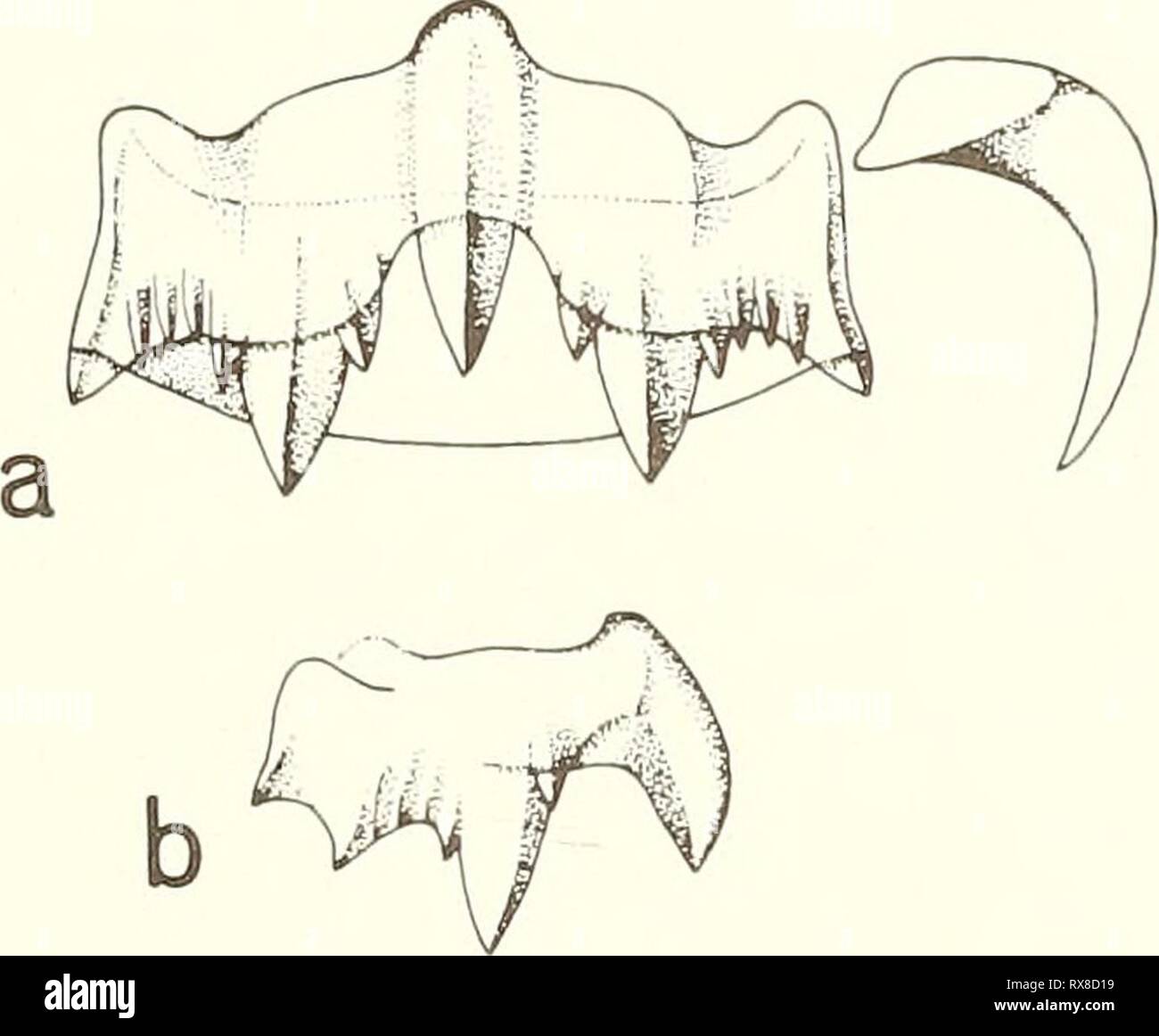 The Echo The Echo echo16196873west Year:   Figure l6. Ocenebra foveolata, shell,   Figure 1?. Ocenebra erinacea, 2/3 of a transverse radular tooth-row (a); side view of a rachidian tooth (b). 63 Stock Photo
