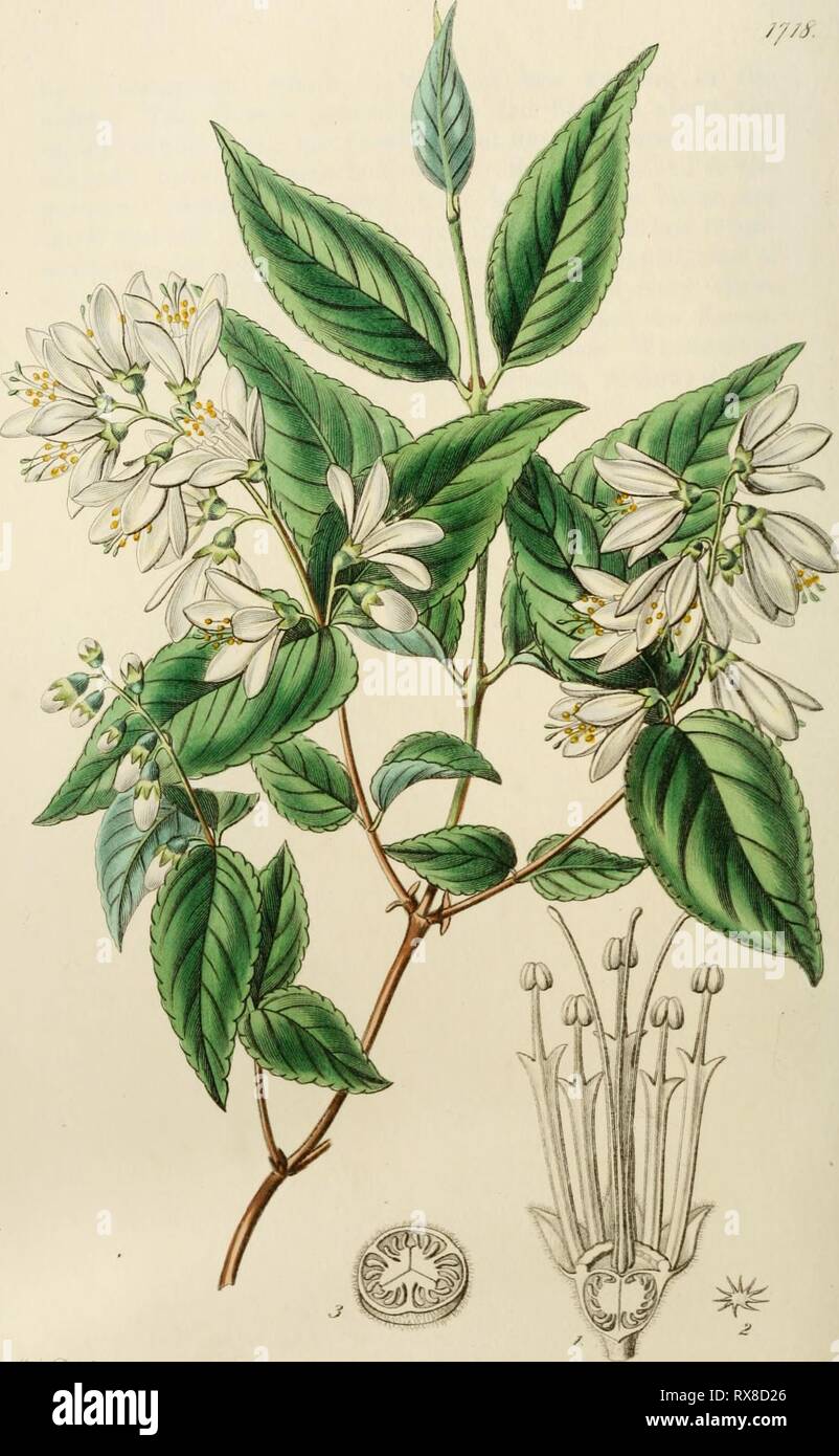 Edwards' botanical register, or, Ornamental Edwards' botanical register, or, Ornamental flower-garden and shrubbery .. edwardsbotanical20edwa Year: 1829-1847  --^â tM^ta^t^.aid, ^u/r 2^ ^.^.^x^ /^ ^^:cc&lt;^^!^^f .yf^'. fJ(fJ4- . yM'ke&lt;f.jie. Stock Photo