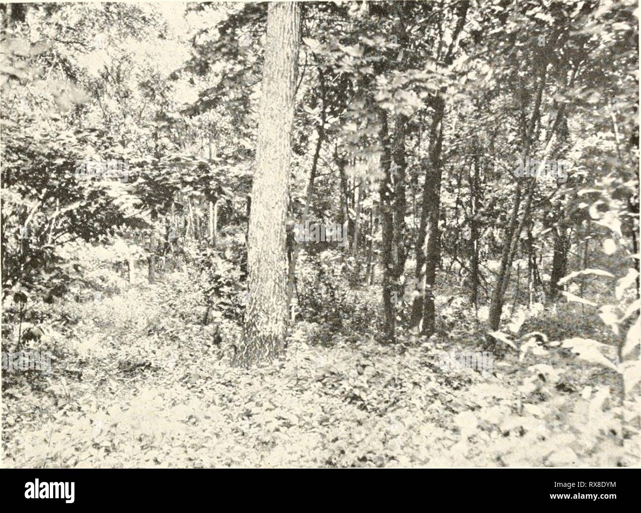 An ecological study of prairie An ecological study of prairie and forest invertebrates ecologicalstudyo00adam Year: 1915  Plate; XVI   Fig. 1. Margin of the artificial glade in the lowland forest of Bates woods, Station The ground cover is largely clearweed (Pilea). (Photograph, C. C. Adams.) IV, Stock Photo