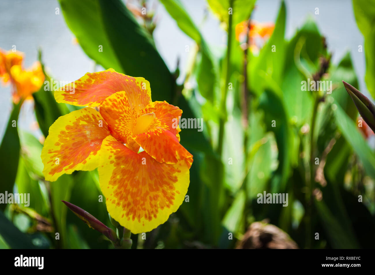 yellow iris flower speckled red orange with green plants background Stock Photo
