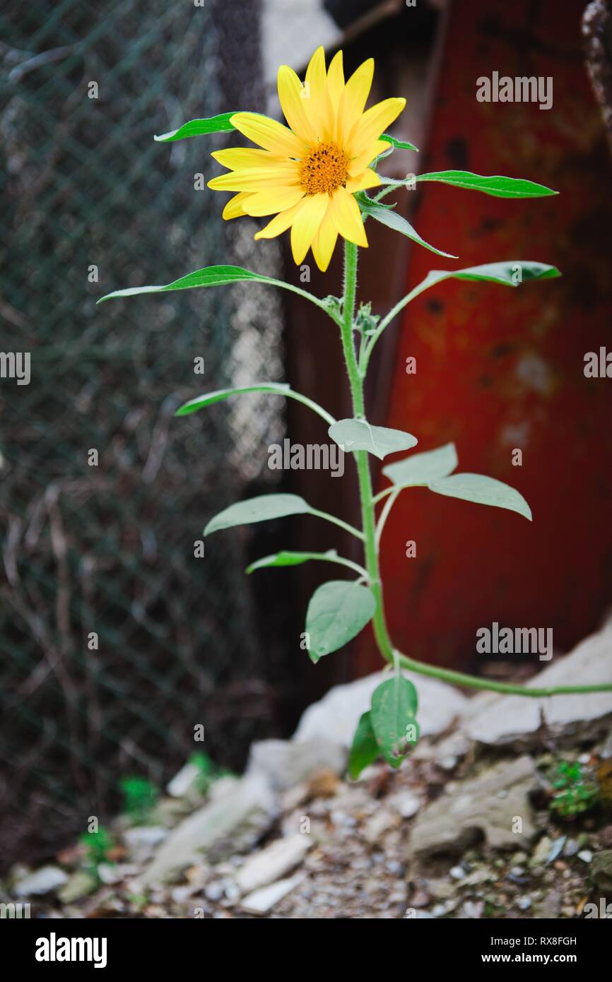 Small sunflower in harsh conditions. Power of nature to grow anywhere