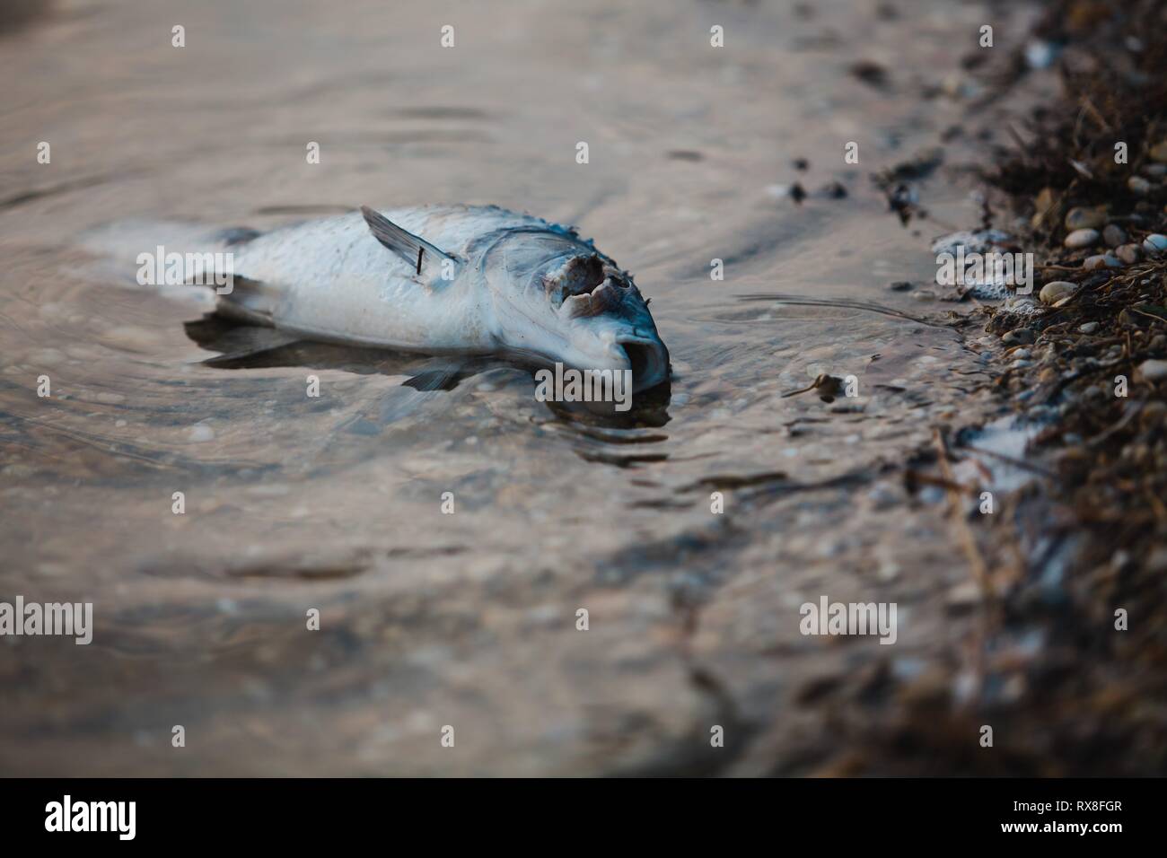 Dead fish on the waterside - the consequence of environmental pollution. Stock Photo