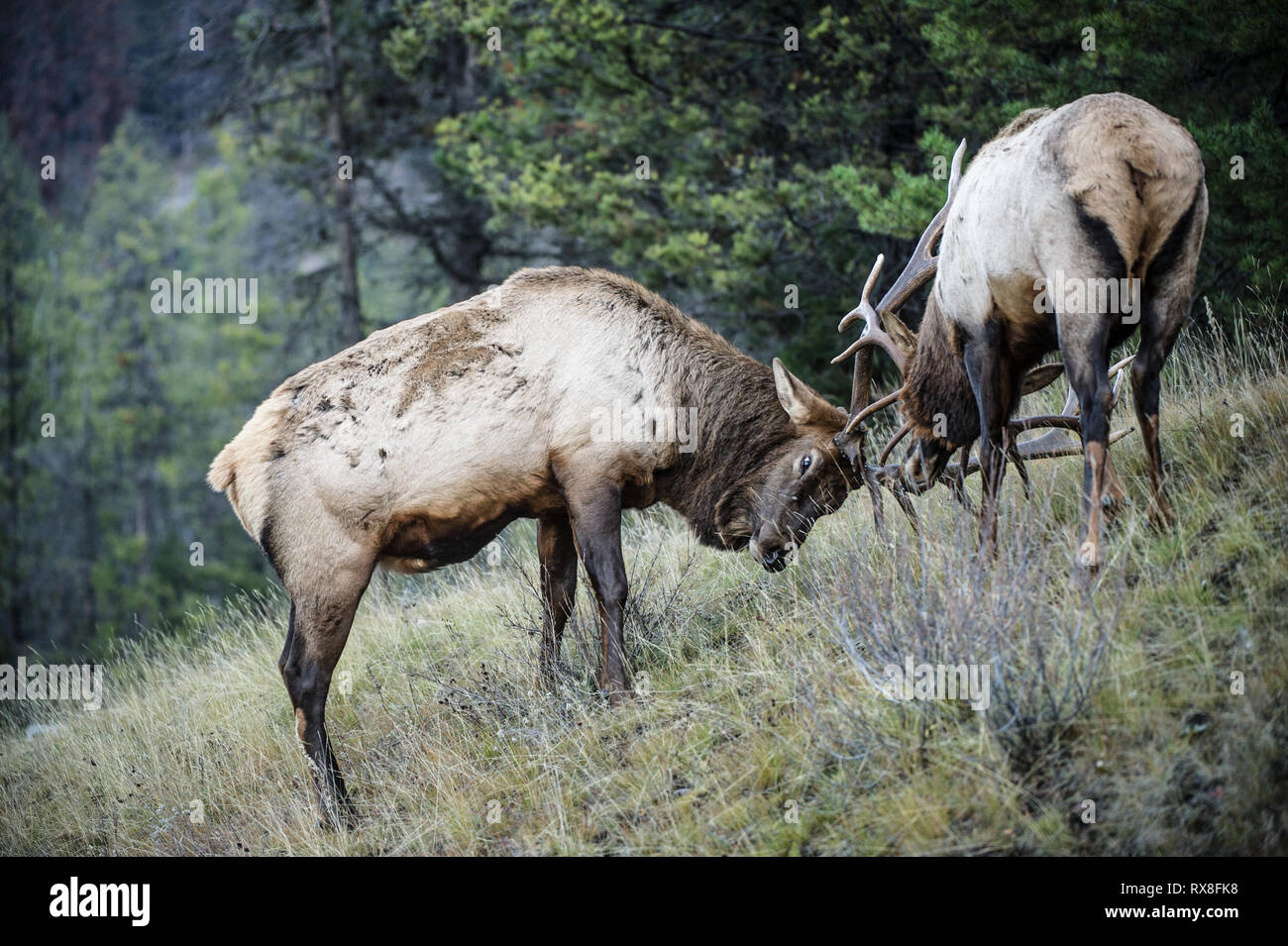 Cervus canadensis nelsoni Rocky Mountain Elk, Alberta, Canada Stock