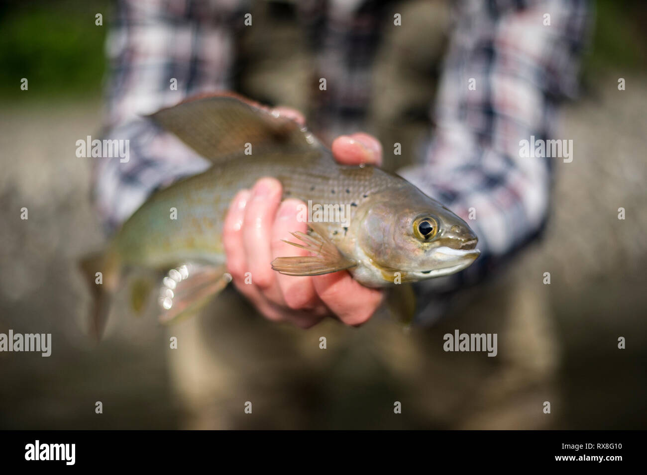 Fly Fishing Grayling, British Columbia, Canada Stock Photo Alamy