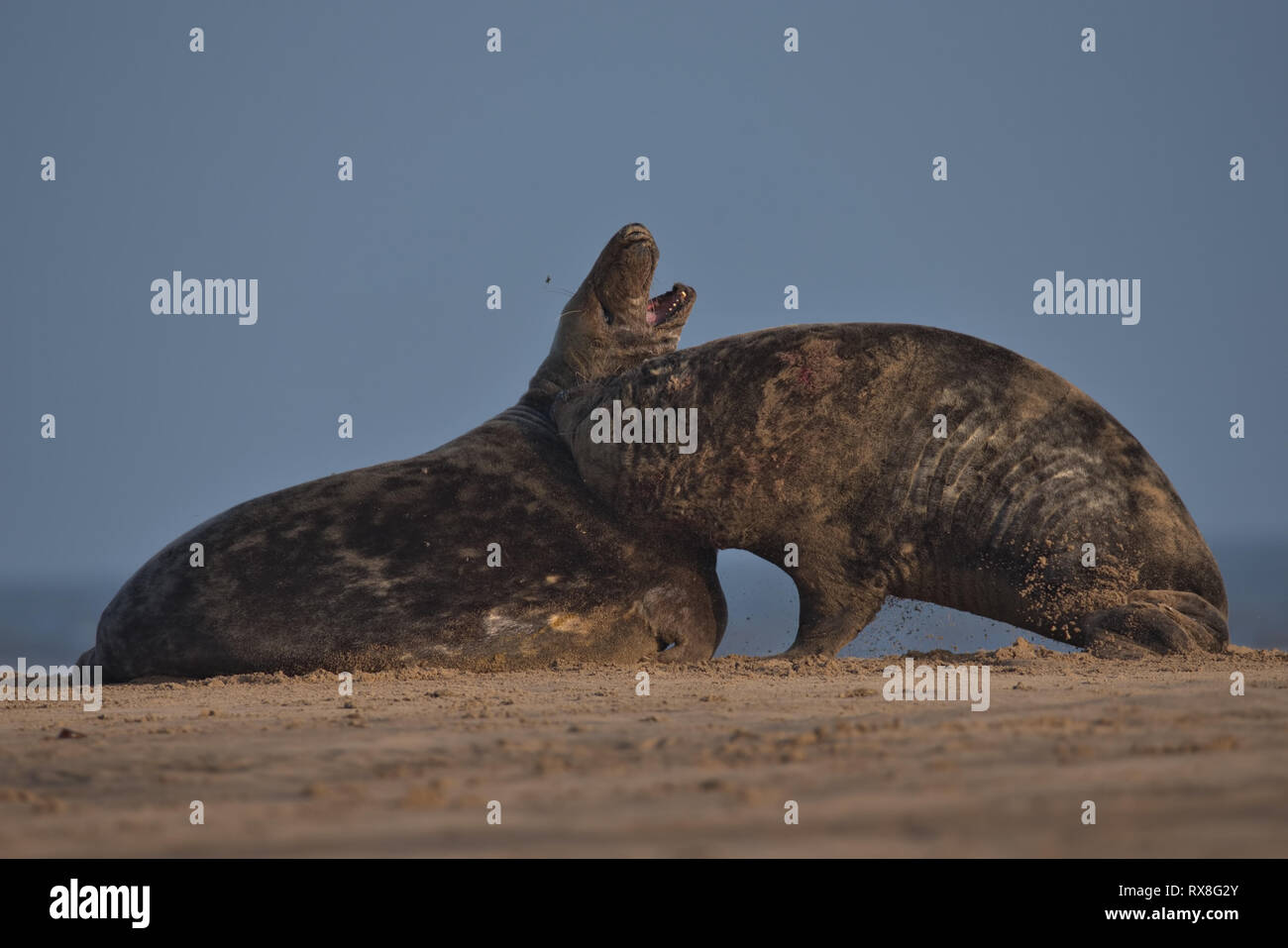 Grey seal,Halichoerus grypus Stock Photo