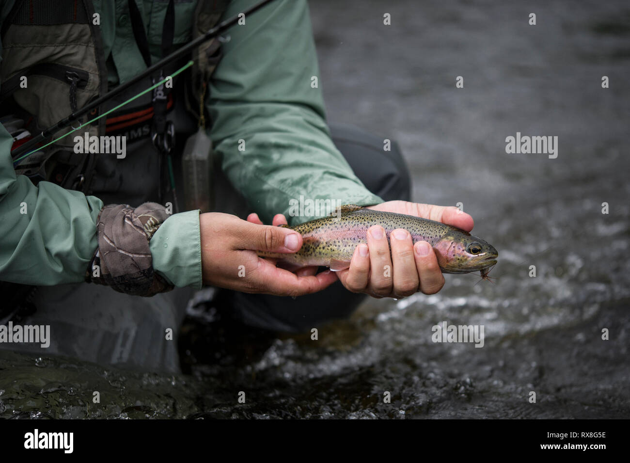 Fly Fishing - Rainbow Trout,  British Columbia, Canada Stock Photo