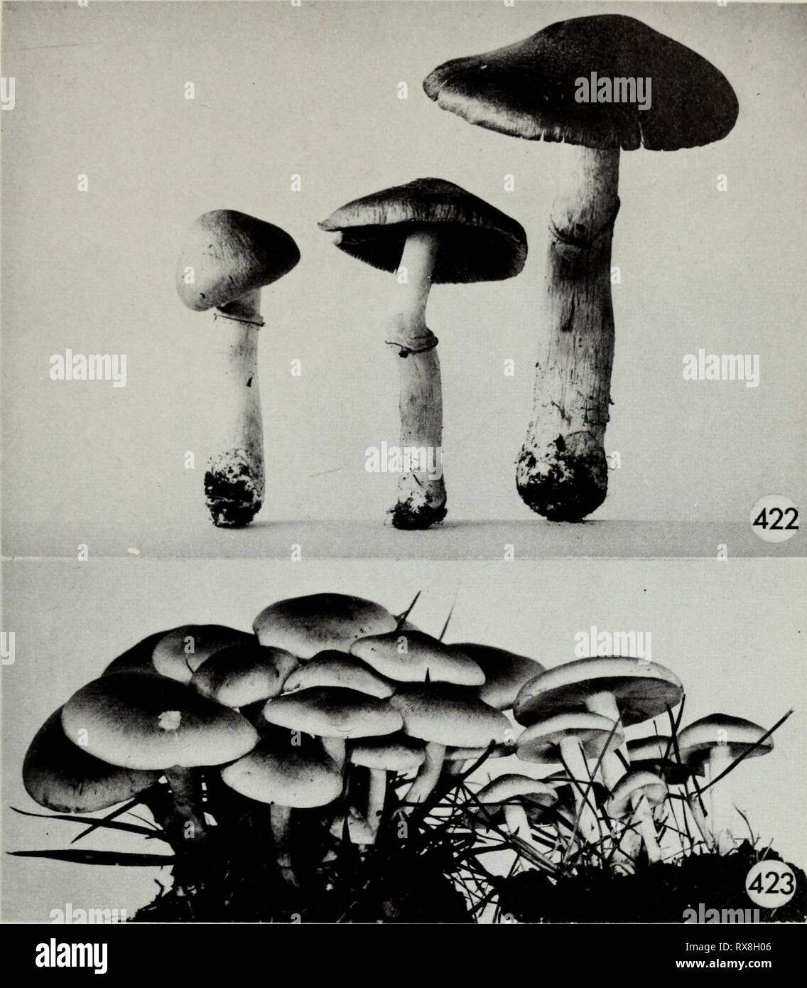 Edible and poisonous mushrooms of Edible and poisonous mushrooms of Canada ediblepoisonousm00grov Year: 1979  Figure 422. Pholiota caperata. Figure 423. Naematoloma sublateritium. 301 Stock Photo