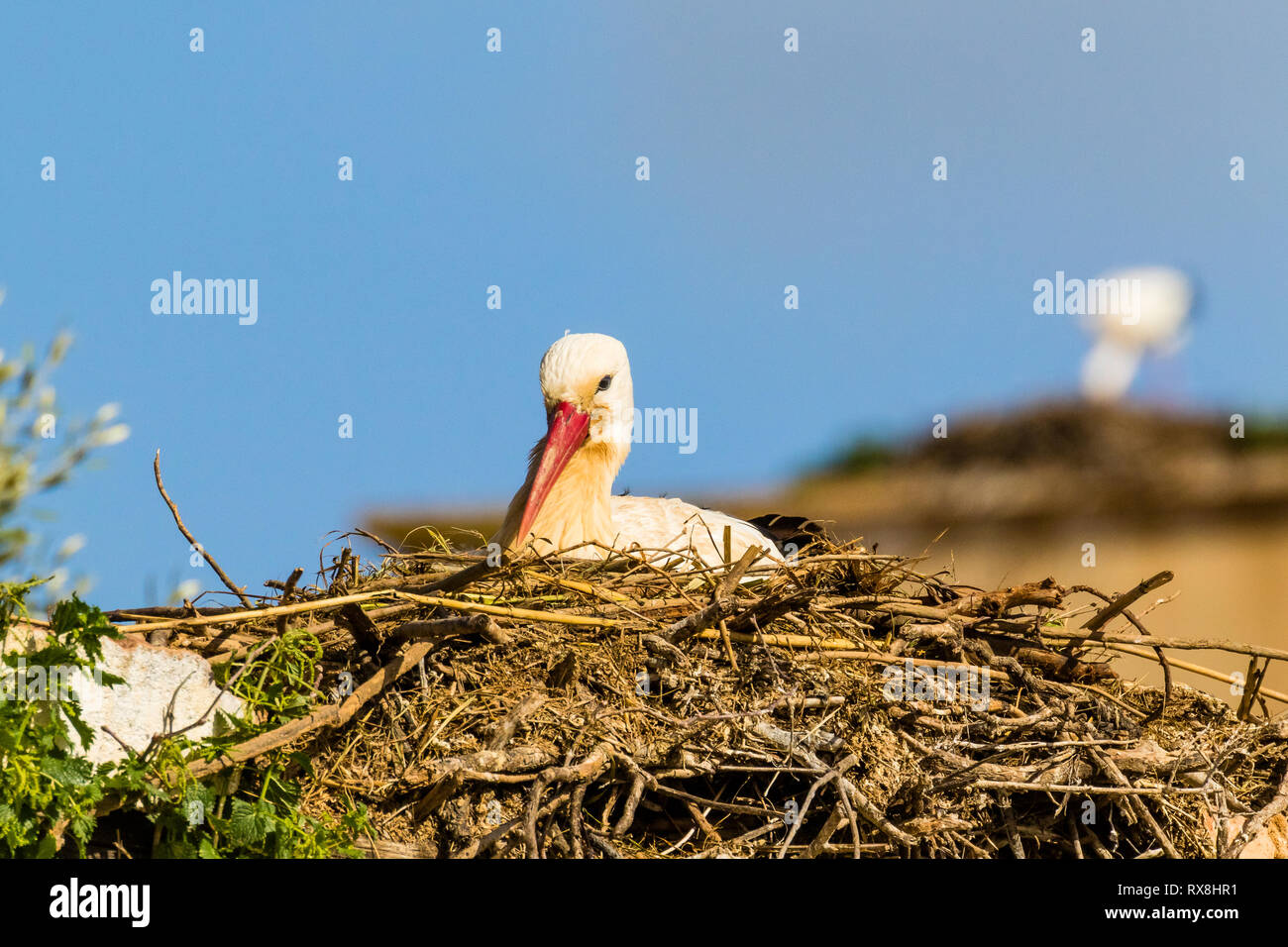 White stork in Silves, Portugal nest building at the end of winter Stock Photo
