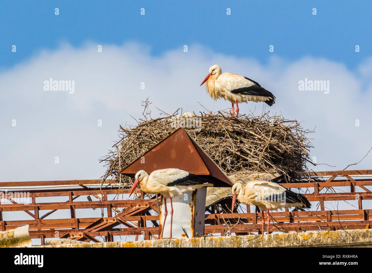 White stork in Silves, Portugal nest building at the end of winter Stock Photo