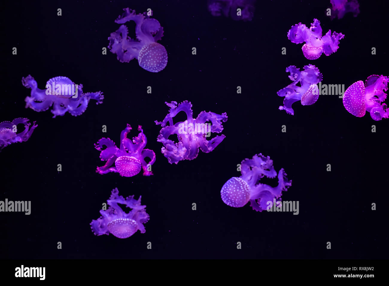 Beautiful jellyfish underwater close up. Mastigias papua jellyfish. Stock Photo