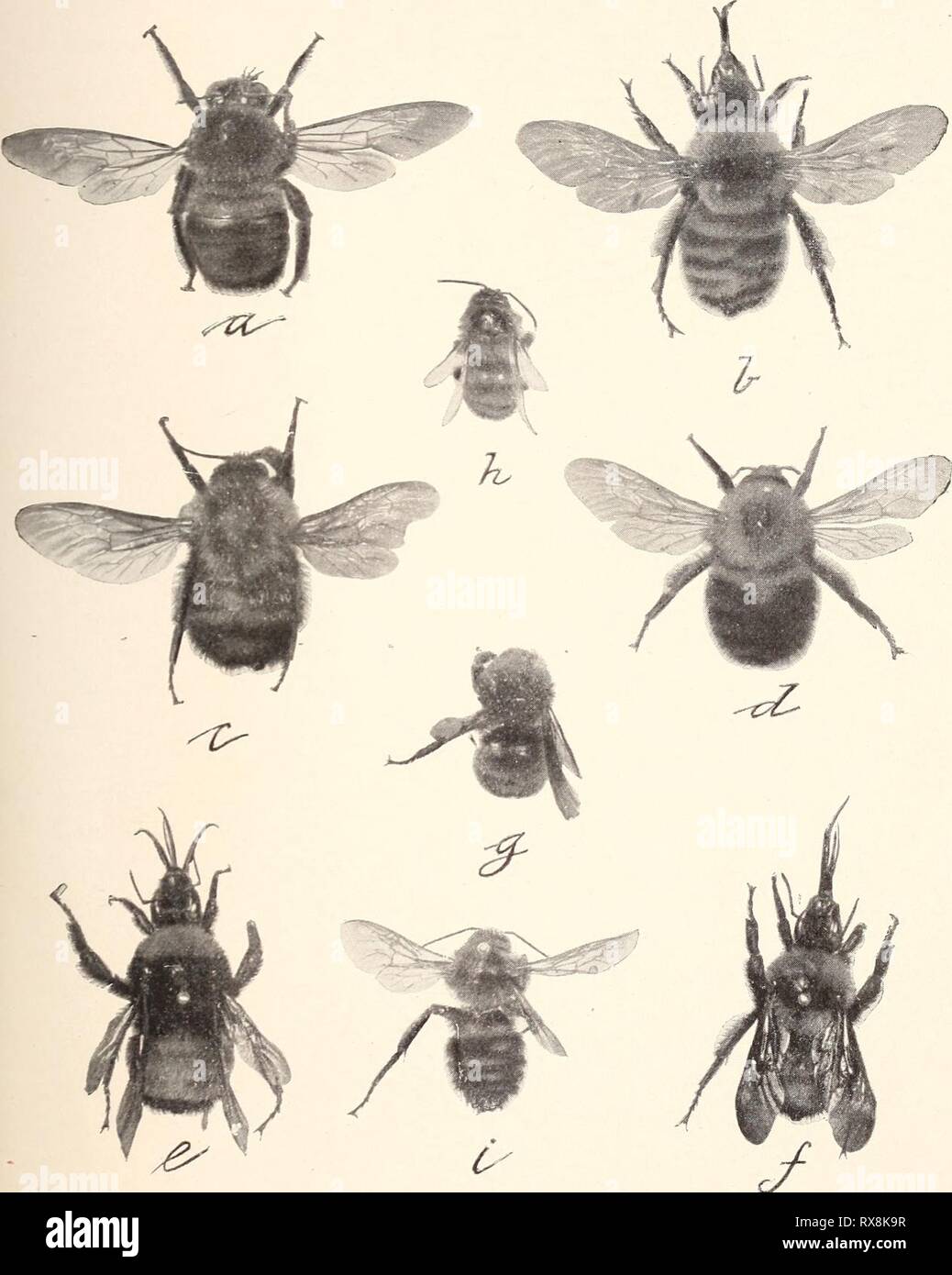 B Vagans High Resolution Stock Photography And Images Alamy